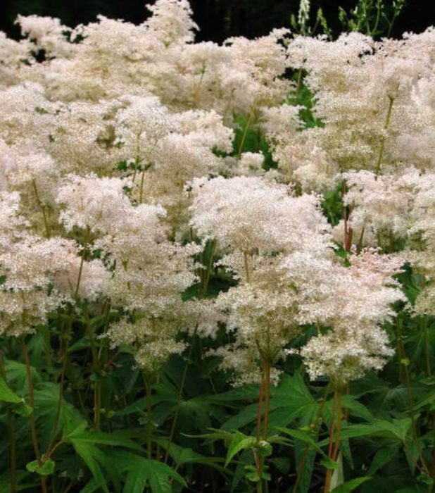 Meadowsweet