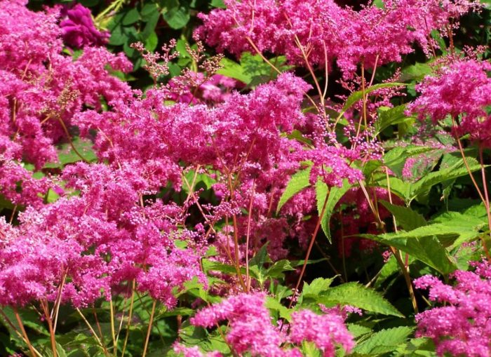 Meadowsweet variety Elegance
