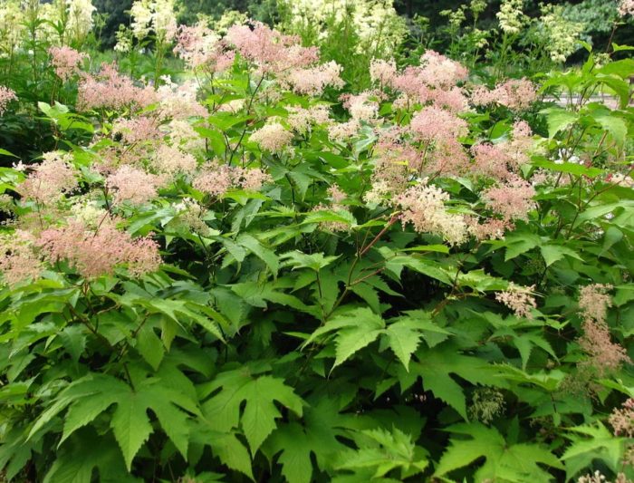 Kamchatka pink meadowsweet