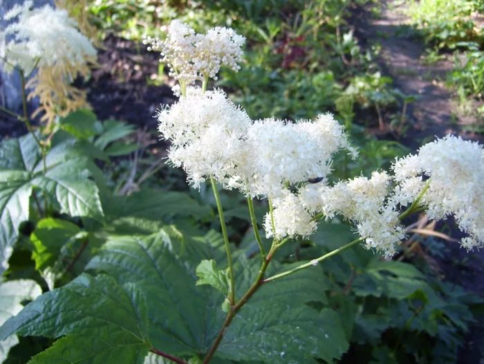 Kamchatka meadowsweet