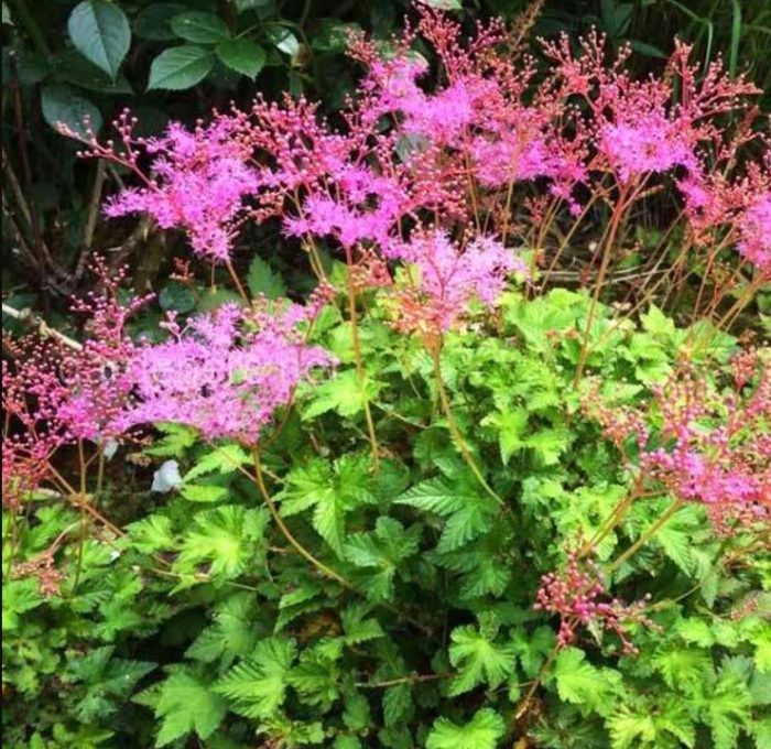 Meadowsweet, uri ng Kaome