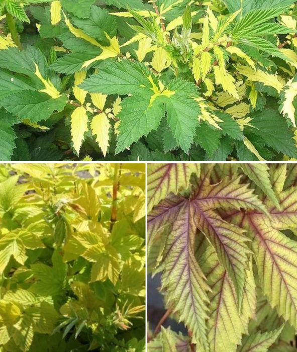 Pangkulay ng mga dahon ng Meadowsweet