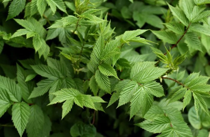 Mga dahon ng Meadowsweet
