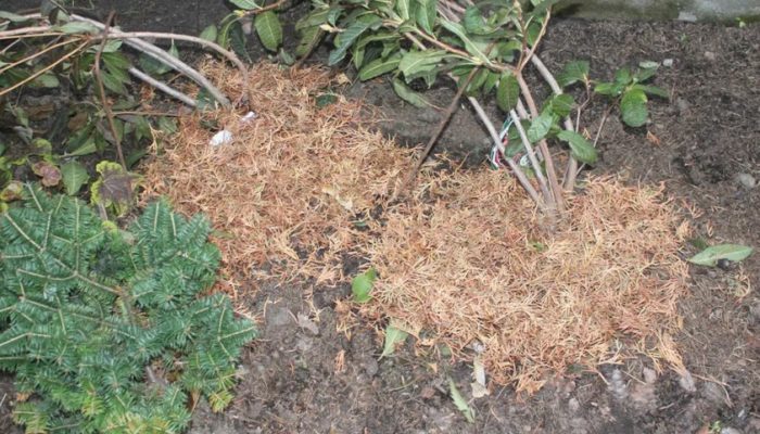 Paglalagay ng mulch