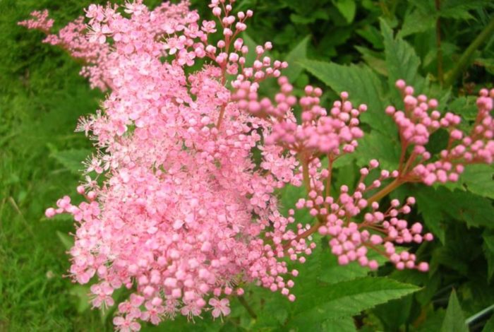 Meadowsweet variety na Nana