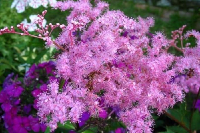 Uri ng Pink Pygmy