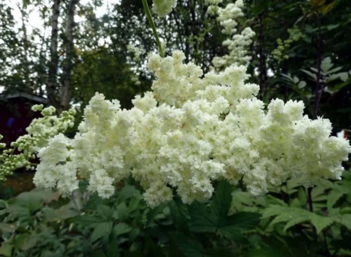 iba't ibang meadowsweet na Plena