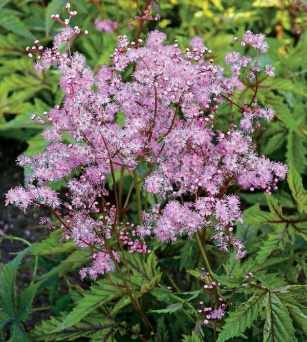 Meadowsweet Red Umbrella