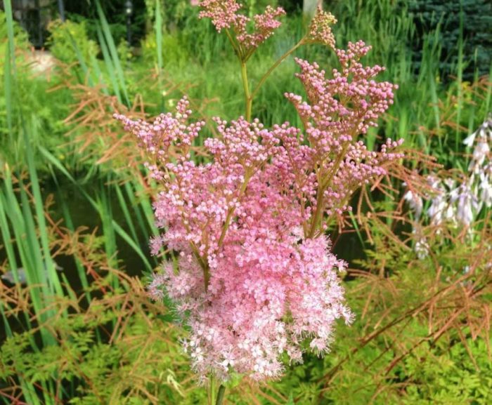 Rosas na meadowsweet