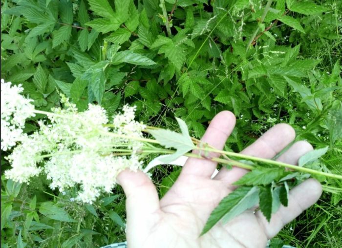 Isang pinutol na meadowsweet inflorescence