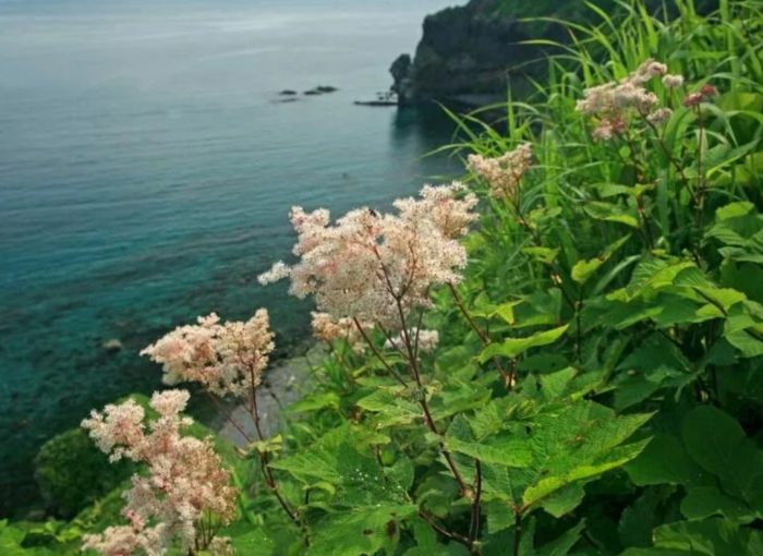 Meadowsweet malapit sa isang lawa