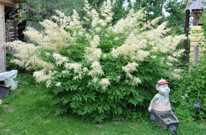 Meadowsweet sa hardin