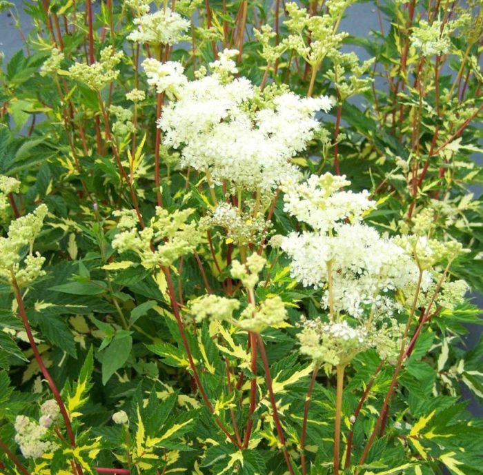 Meadowsweet, Variegata variety