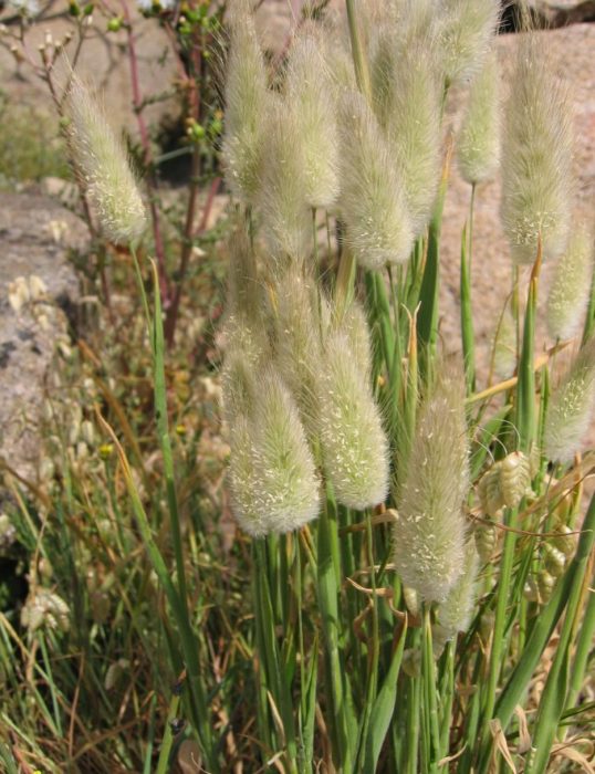 Lagurus bloei