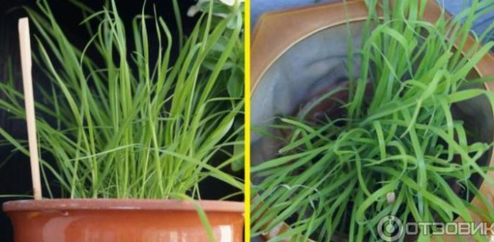 Lagurus in een pot