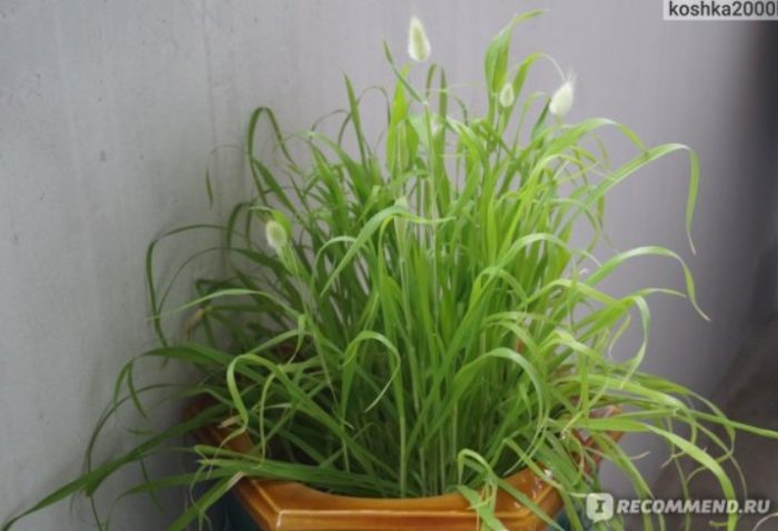 Lagurus in een pot