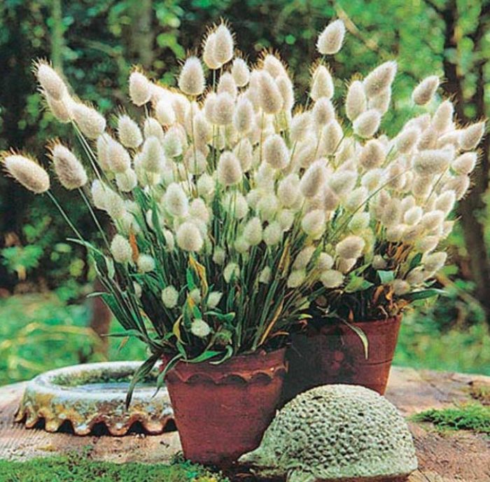Lagurus in een pot