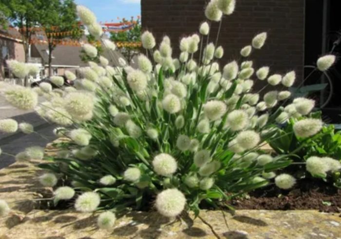 Lagurus in het landschap