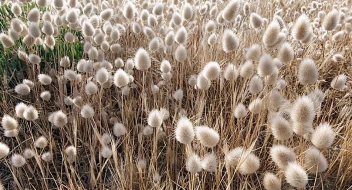 Lagurus in het veld