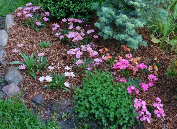 Lewisia v kvetinovom záhone