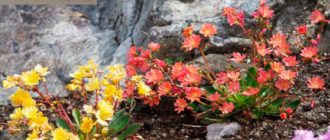 Lewisia sa hardin: mga uri ng bulaklak