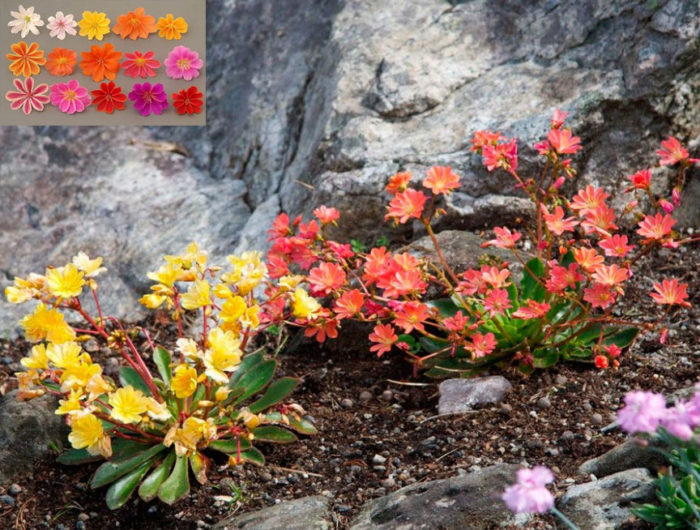 Lewisia v záhrade: druhy kvetov