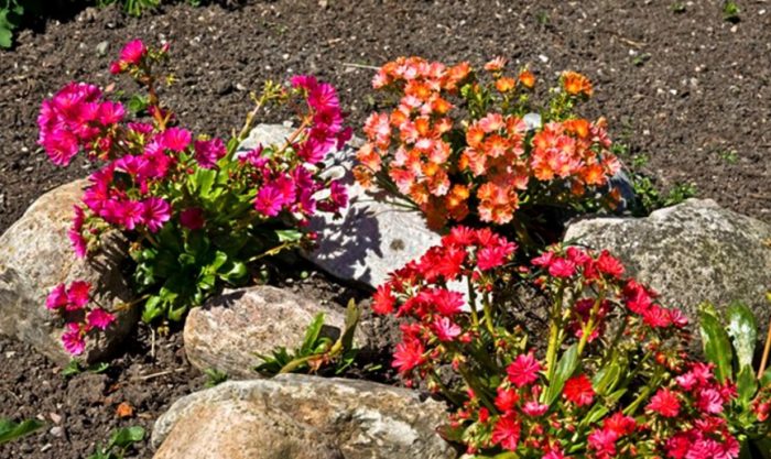 Lewisia medzi kameňmi