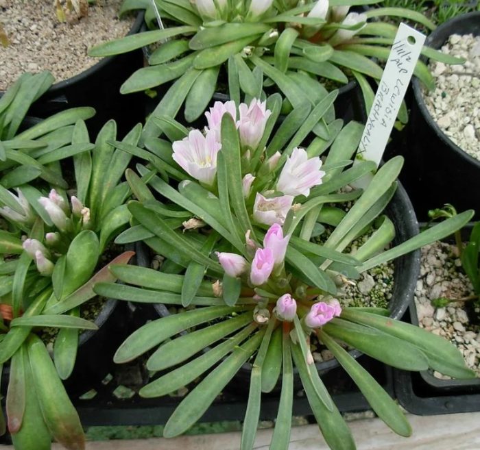 Lewisia brevisata