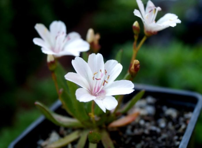 Odroda Little Snowberry