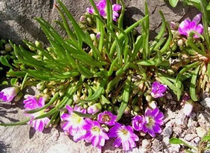 Duwende ng Lewisia