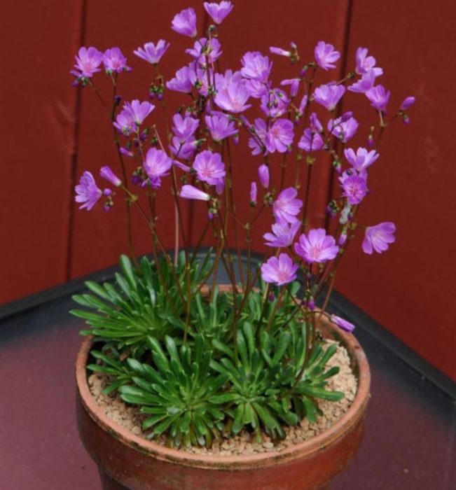Lewisia columbica