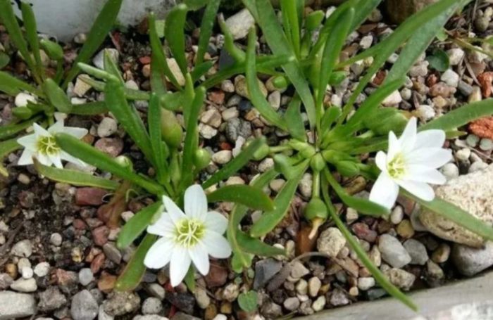 Lewisia nevadensis