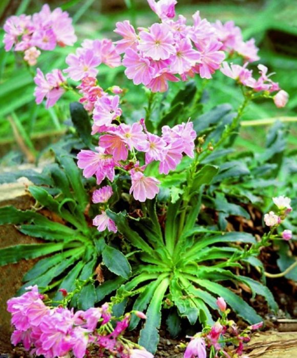 Lewisia s tupými listami