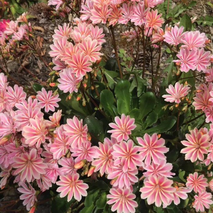 Lewisia na mapurol ang dahon