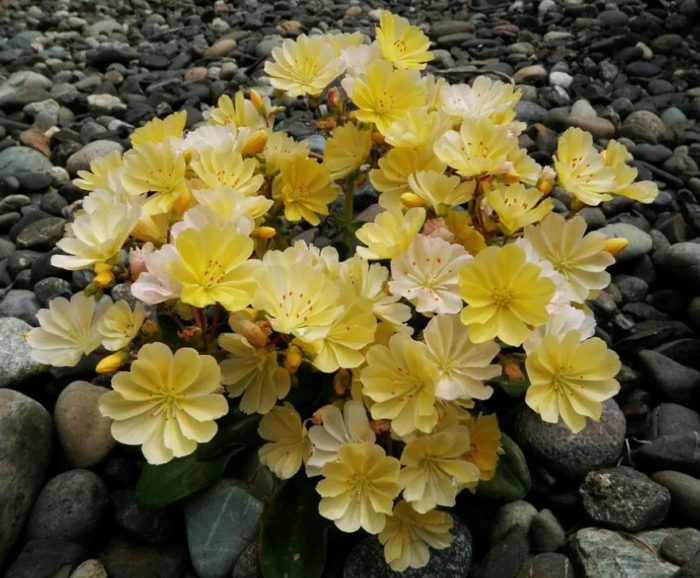 Lewisia obtusifolia žltá