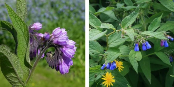Bulaklak ng comfrey