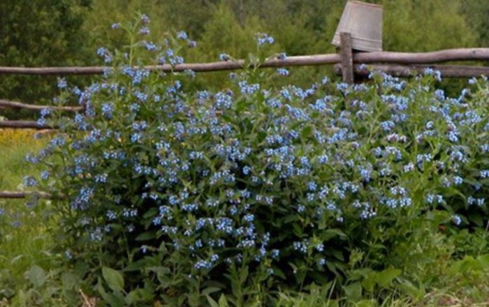 Comfrey Hard