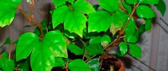 Interessante bladeren van de Rhoicissus-bloem