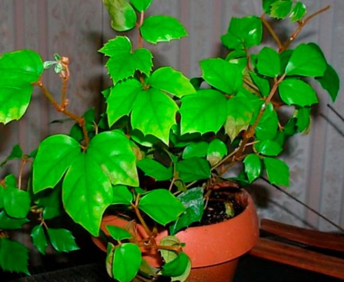Mga kawili-wiling dahon ng bulaklak na Rhoicissus