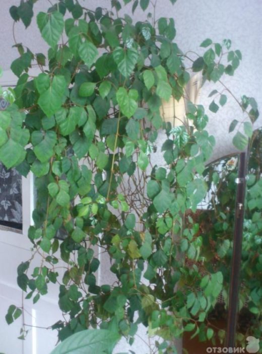 Puno ng birch sa silid