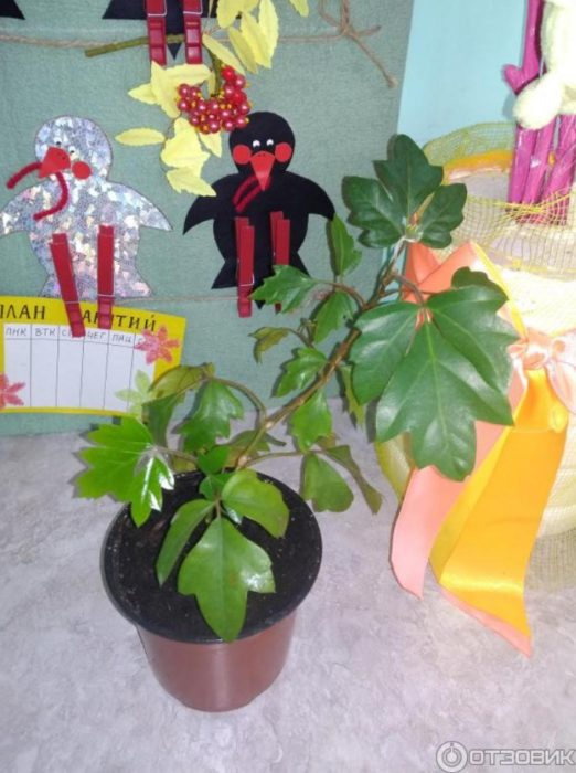 Palumpong ng Rhoicissus