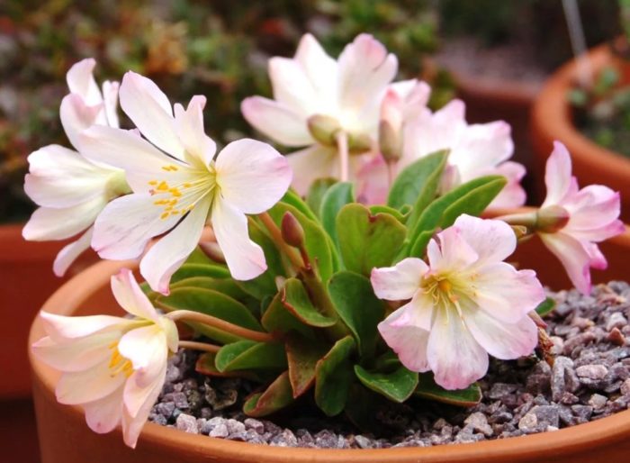 Lewisia Tweed
