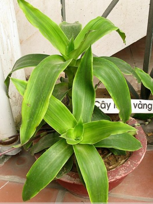 Mabangong callisia