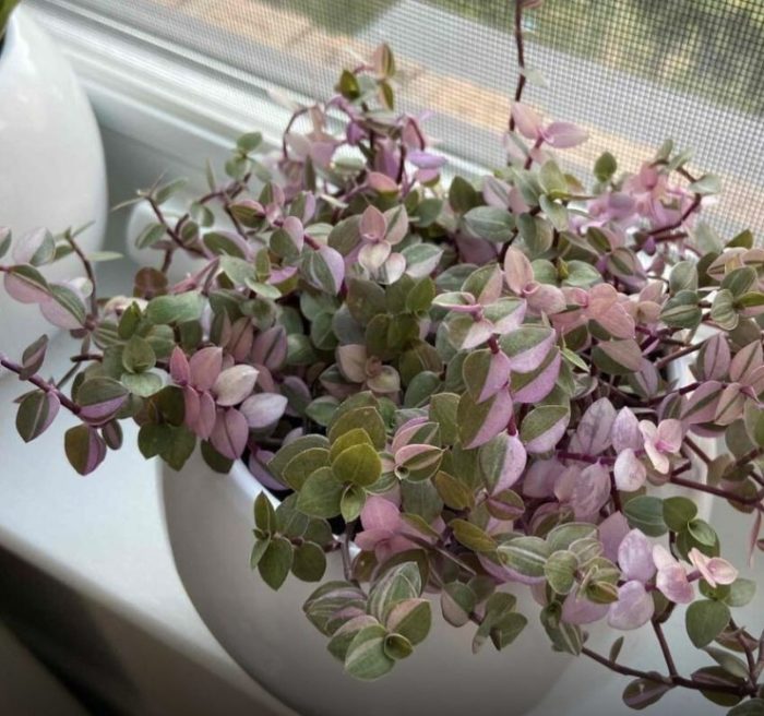 Callisia sa bintana