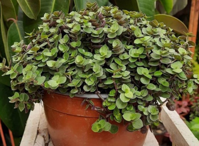 Callisia repens