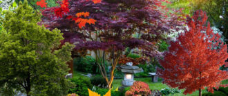Iba't ibang uri ng maple
