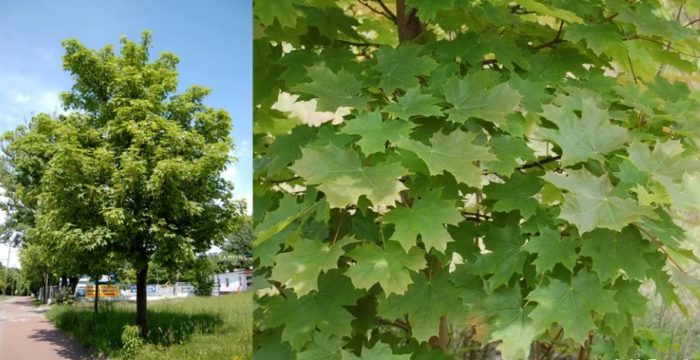 Maple ng Norway