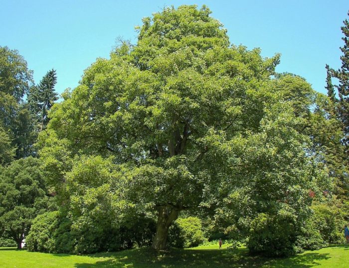 Malaking puno ng maple