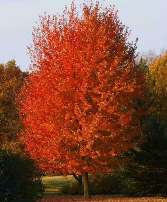 Pulang maple