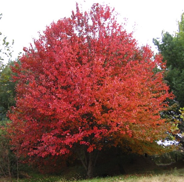 Uri ng maple ng Sun Valley